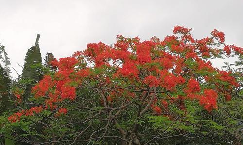 凤凰花的寓意和象征是什么？如何理解其文化意义？