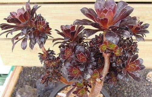 法师的根烂了怎么办？如何进行有效的根部护理和治疗？