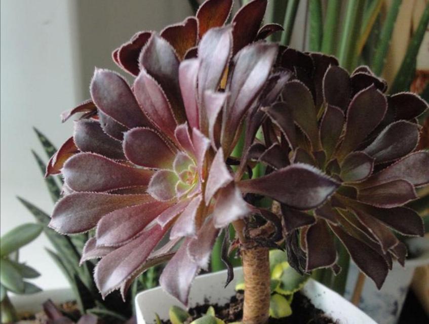 法师植物能否露天养殖？室外养殖需要注意什么？