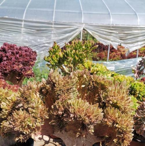 法师植物能否露天养殖？室外养殖需要注意什么？