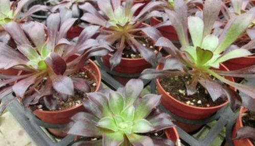 法师植物能否露天养殖？室外养殖需要注意什么？
