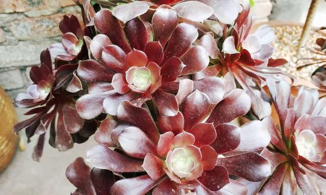 法师耐寒多少度？冬季法师植物的养护温度是多少？