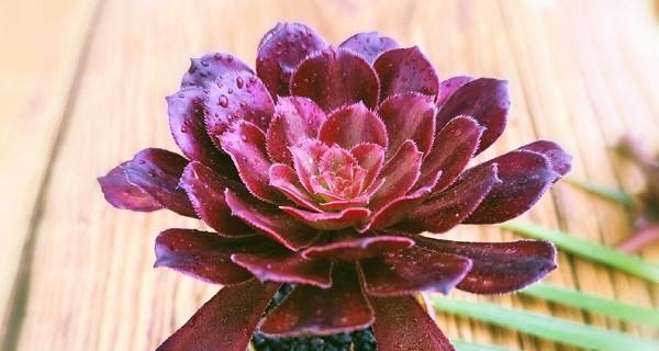 法师植物换盆的最佳时机是什么时候？春季换盆有哪些注意事项？