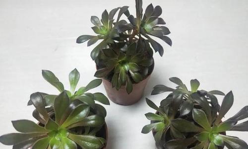 法师植物浇水的最佳时间是什么时候？多久浇一次水合适？