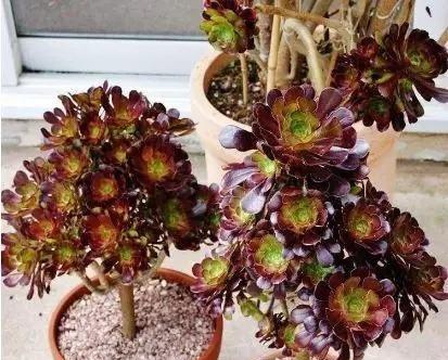 法师使用大盆还是小盆？哪种更适合施法需求？