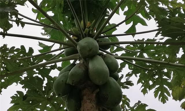 番木瓜成熟期是什么时候？如何判断番木瓜是否成熟？