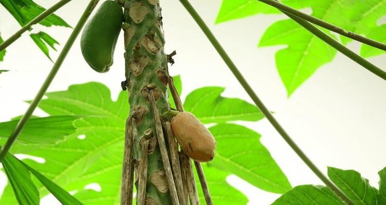 番木瓜一年能长多高？如何促进其快速生长？
