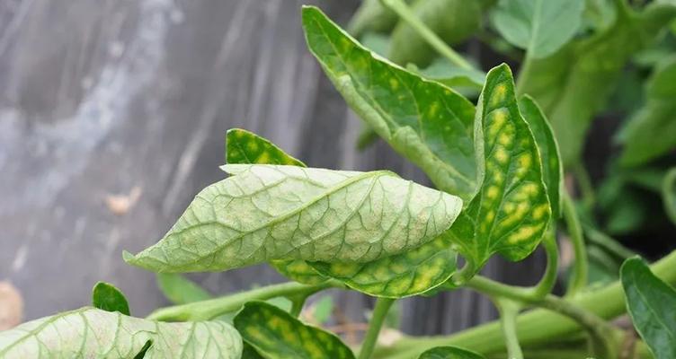 番茄病虫害防治技术要点是什么？如何有效防治常见病虫害？