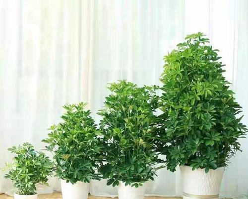 富贵椰子的风水寓意是什么？正确的摆放位置在哪里？
