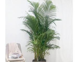 富贵椰子的风水意义是什么？摆放有哪些禁忌？