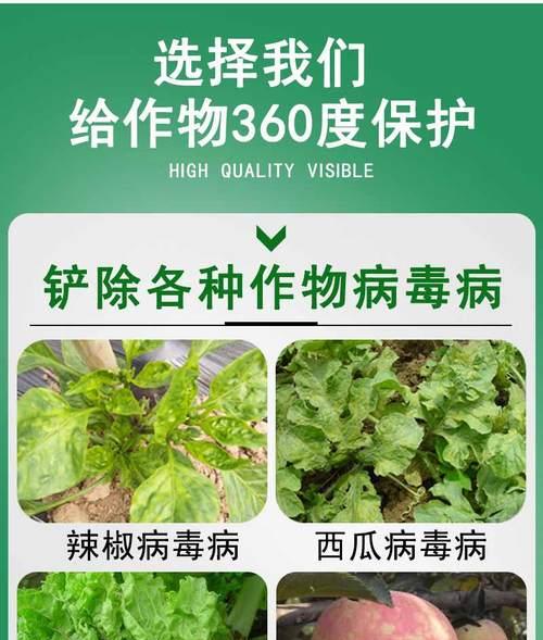 番茄种植中如何选择合适的农药？常见病虫害防治方法是什么？