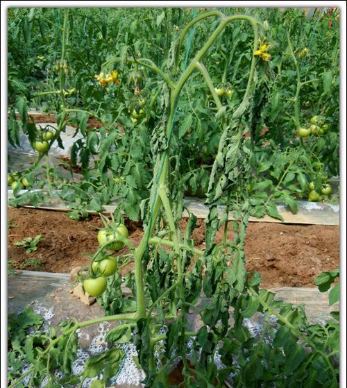番茄种植中如何选择合适的农药？常见病虫害防治方法是什么？