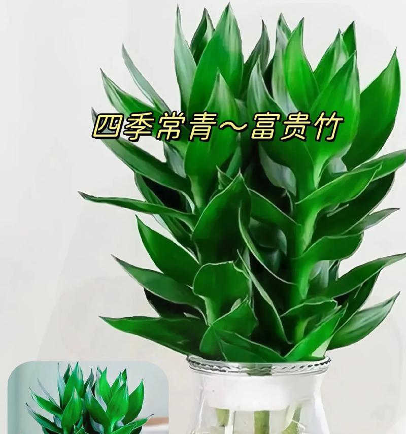 富贵竹的象征意义是什么？它在风水中扮演什么角色？