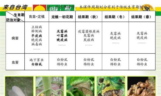 番茄的生长过程是怎样的？如何简单理解番茄的成长？