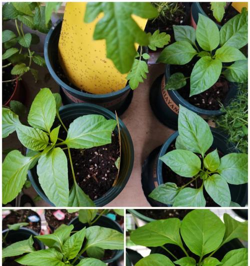 番茄的生长过程是怎样的？如何简单理解番茄的成长？