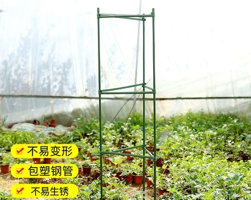 番茄的生长环境是什么？哪些地方条件最适合番茄生长？