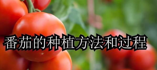 如何正确种植番茄？最佳种植时间是什么时候？