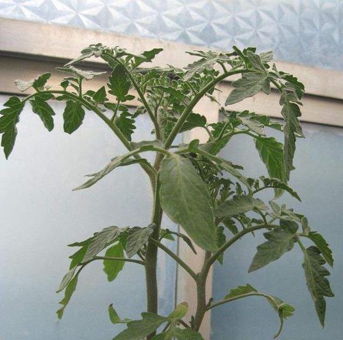 番茄多久浇一次水？如何正确掌握浇水频率？