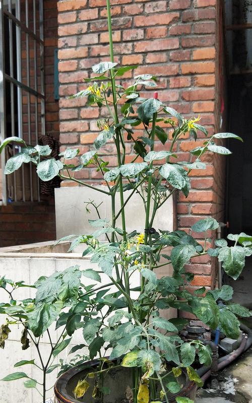 番茄从播种到开花结果需要多长时间？常见问题解答