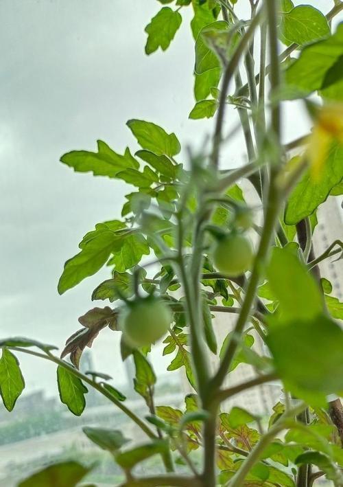 番茄从播种到开花结果需要多长时间？常见问题解答