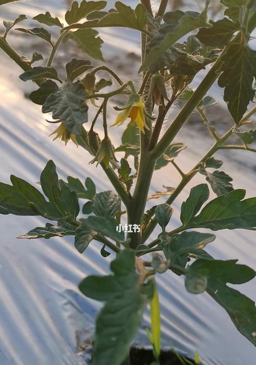 番茄从播种到开花结果需要多长时间？常见问题解答