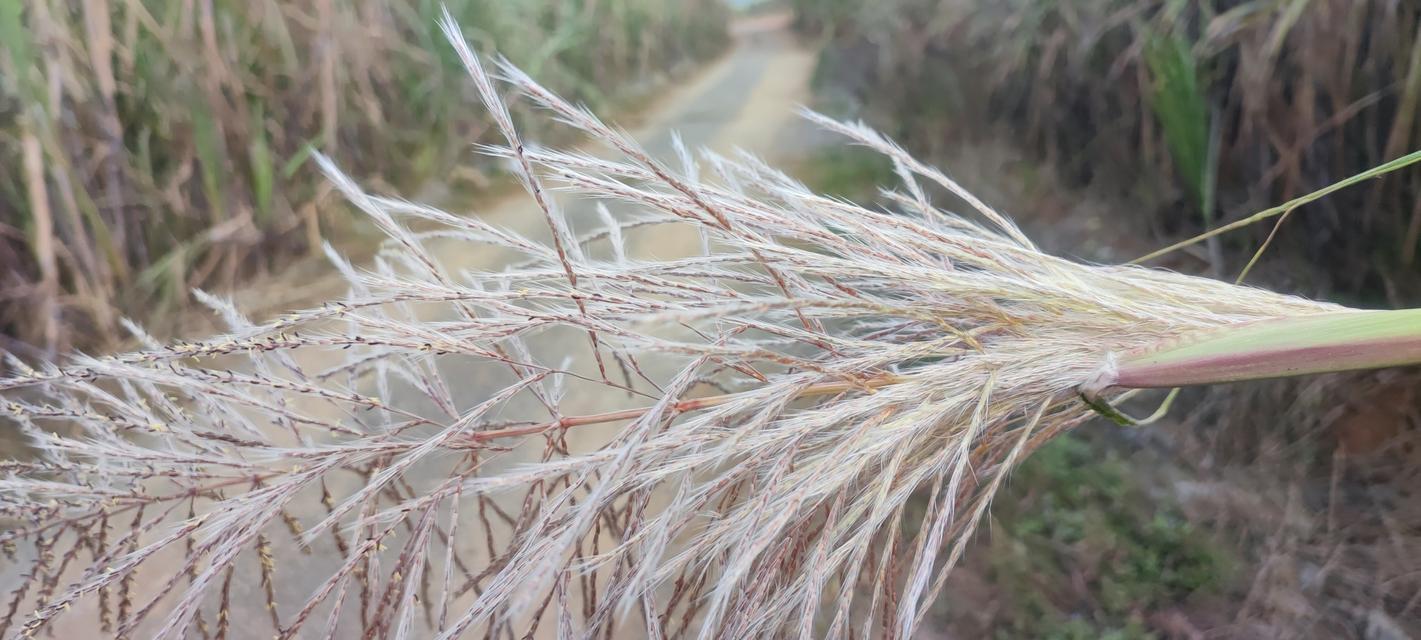 甘蔗开花真的会发生吗？开花预兆与寓意是什么？