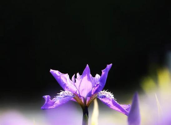 鸽子花的花语含义是什么？如何正确理解鸽子花的象征意义？
