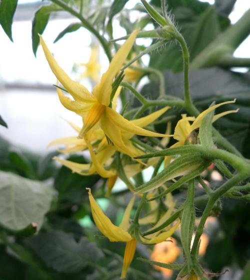 番茄花期是什么时候？如何准确判断番茄开花时间？
