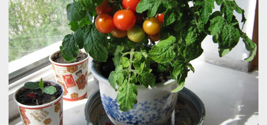 番茄浇水频率如何根据季节调整？春夏秋冬浇水有何不同？