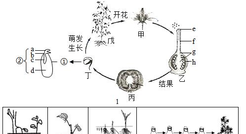 番茄浇水频率如何根据季节调整？春夏秋冬浇水有何不同？