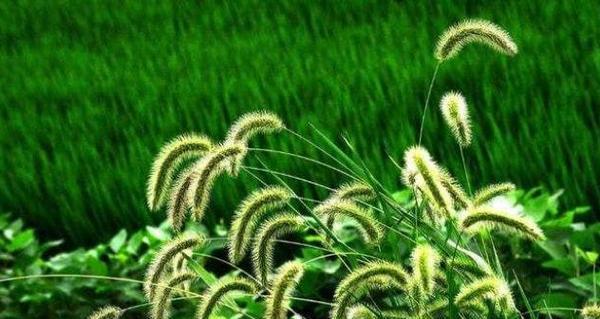 狗尾巴草象征意义是什么？它代表了哪些寓意？