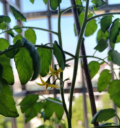 番茄几月开花结果？什么时候开花结果？