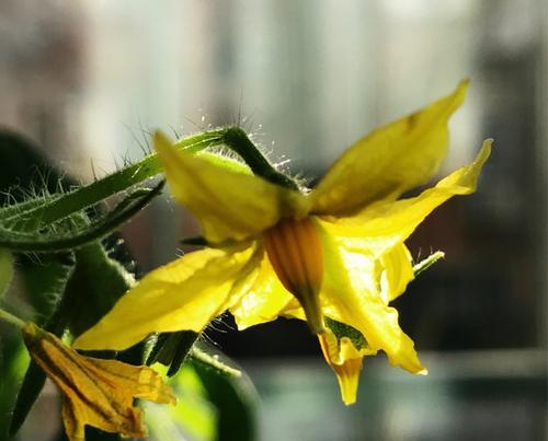 番茄几月开花结果？什么时候开花结果？