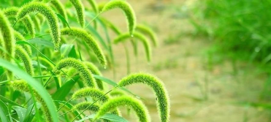 狗尾巴草的花语是什么？它的寓意有哪些含义？