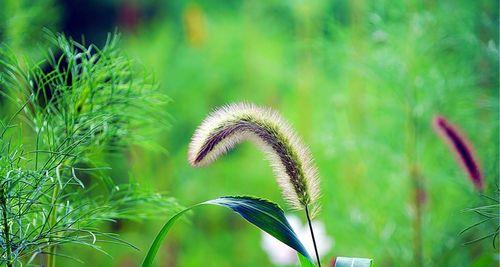 狗尾巴草的花语是什么？它的寓意有哪些含义？