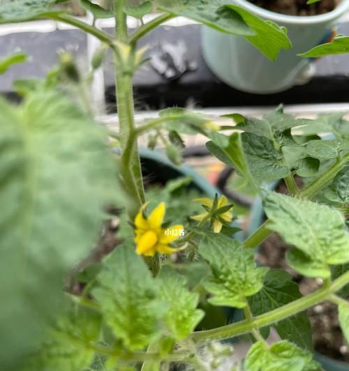 番茄开花吗？开花时是什么样子的？