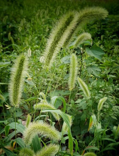 狗尾巴花代表什么意思？花语和象征意义是什么？