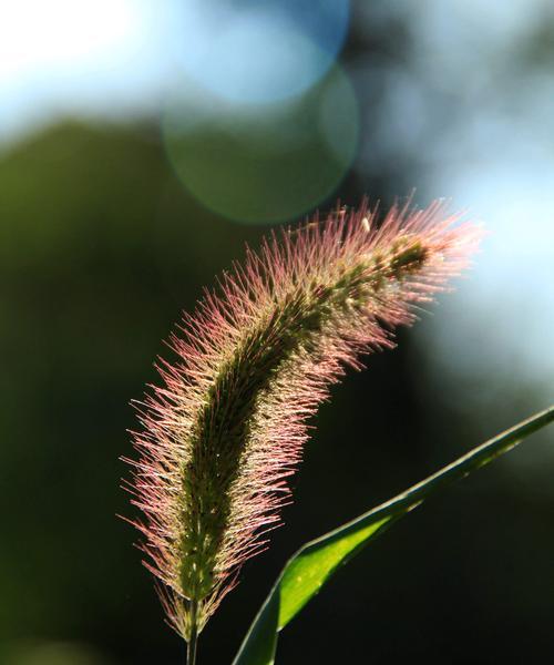 狗尾巴花的花语是什么？如何正确解读这种植物的象征意义？
