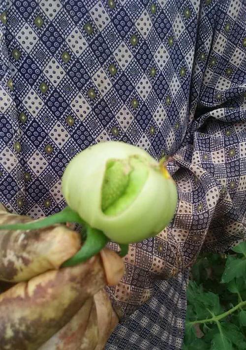 番茄裂果怎么办？有效预防和处理方法是什么？