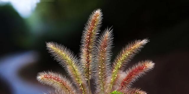 狗尾草的花语代表什么爱情含义？