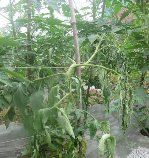 番茄青枯病用什么药防治？如何有效控制青枯病蔓延？