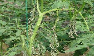 番茄青枯病用什么药防治？如何有效控制青枯病蔓延？