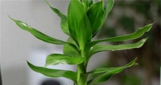 观音竹花语象征与寓意是什么？如何正确理解？