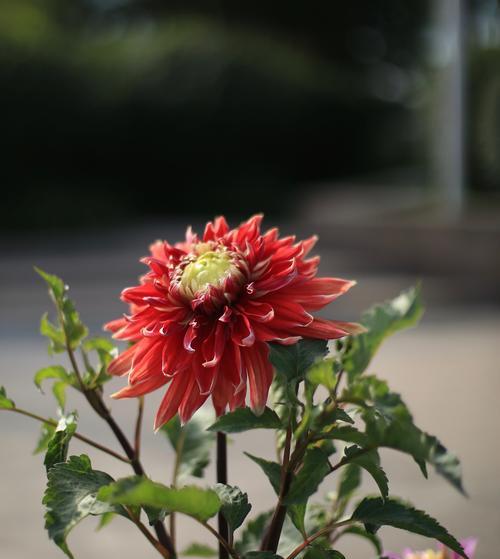 广元市花是什么以及它的象征意义是什么？