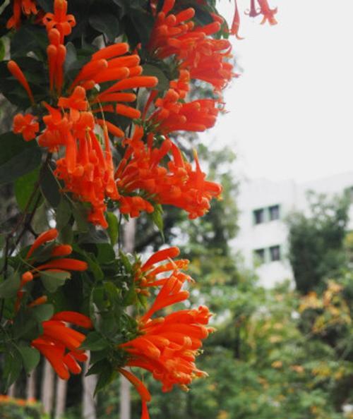 广元市花是什么以及它的象征意义是什么？