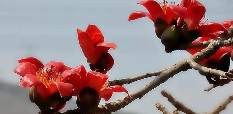 广州市花木棉花的花语是什么？木棉花寓意有哪些含义？