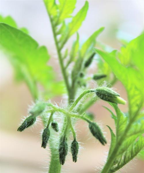 番茄开花时间是多久？如何延长花期？