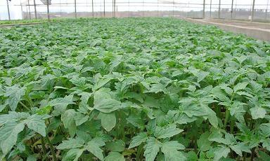 番茄最佳种植时间是什么时候？如何确保高产？