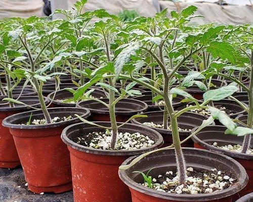 番茄最佳种植时间是什么时候？如何确保高产？