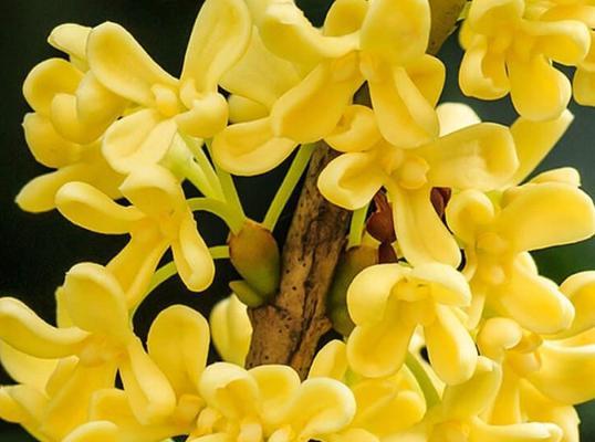 桂花象征意义是什么？桂花代表的寓意有哪些？